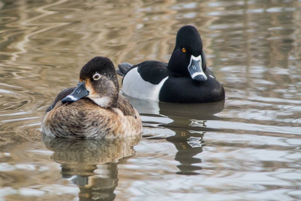 Ring-necked Duck - Pair - 4556 by Len Blumin is licensed under CC BY-NC-ND 2.0.
